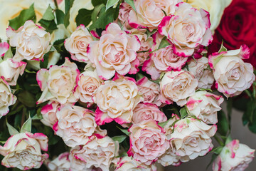 Blooming delicate roses in a bouquet close-up. Festive floral background in pastel colors. Pastel pink roses close-up.
