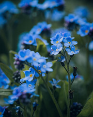 forget me not