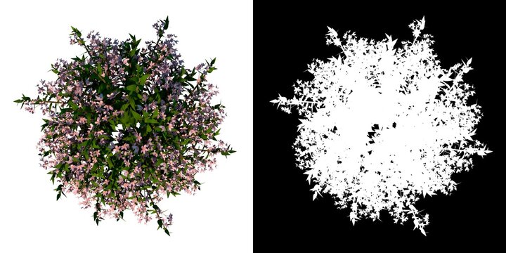 Top view of Plant Flower (Deutzia Yuki Cherry Blossom Deutzia 1) Tree png with alpha channel to cutout made with 3D render 