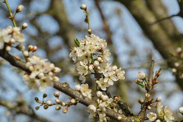 Blühende Hecke im Frühling