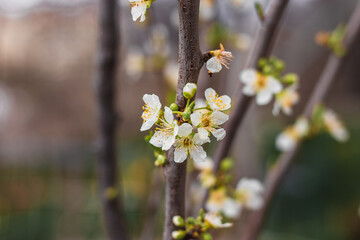 White blooming fruit tree flowers. White flowers on a blurry background. Spring flowering of garden trees.