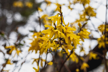 Yellow flowers on the forsythia bush (lat. Forsythia), on a blurry background on a sunny day. The first spring garden flowers. Decorative shrub.