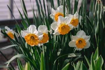 Obraz premium Blooming white daffodils with a red core. White daffodil flowers on a blurry background of green foliage on a sunny day. The first spring flowers.