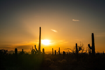 Silhouetted Saguaro Cactus against sunset sky