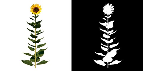 Front view of Plant (Sunflower 1) Tree png with alpha channel to cutout made with 3D render