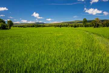 The fresh green rice paddy field, surrounded by low hills, under the blue sky. The image is suitable to use as wallpaper.