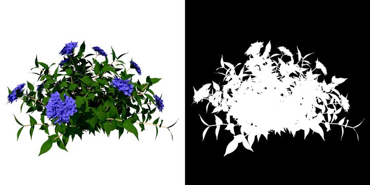 Front view of Plant (Hydrangea 1) Tree png with alpha channel to cutout made with 3D render