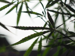 marijuana tree and leafe plant for medicine 