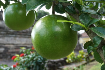 Crescentia cujete fruit with a natural background. Also called Calabash tree