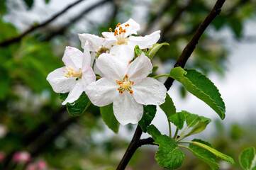 Apple blossom white flower closeup