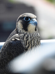 Closeup shot of a hobby bird with large eyes on a blurred background