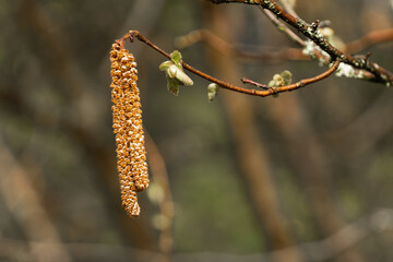 Blüte der Haselnuss