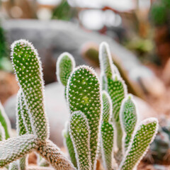 Long shape cactus grown in sand desert terrain.