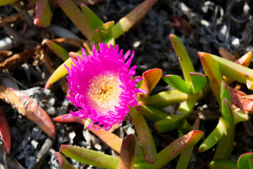 Fioriture sulla spiaggia
