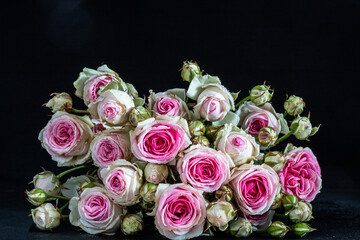 roses in black background