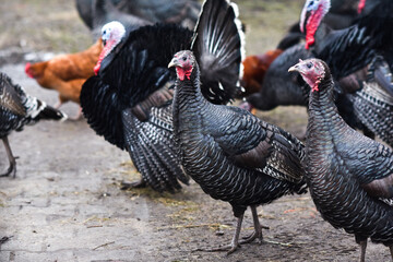 Turkeys on a farm walking around the yard, selective focus.