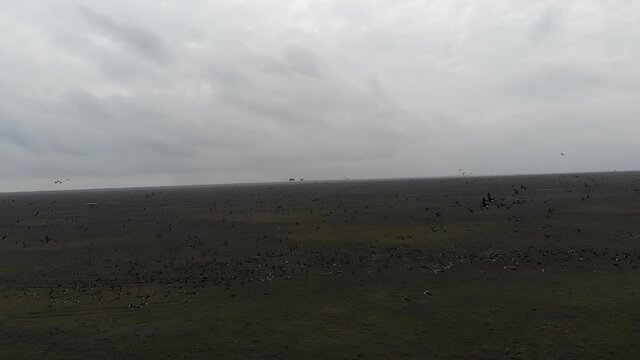 Kalmykia, area of Lake Manych. A flock of migratory red-breasted geese. 