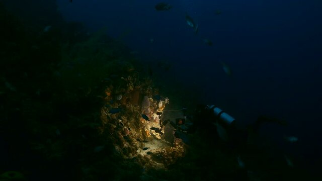 Professional diver / underwater photographer filming at night in coral reef of Caribbean Sea around Curacao