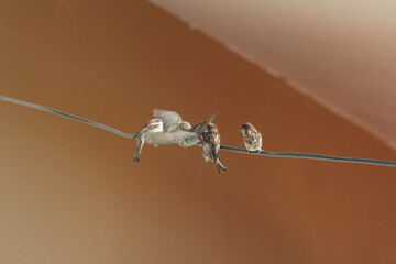 Group of sparrows fighting