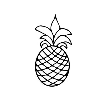 Doodle vector hand drawn pineapple, tropical fruit, icon. Summer fruits, ananas icon isolated on white. Typography and digital use.