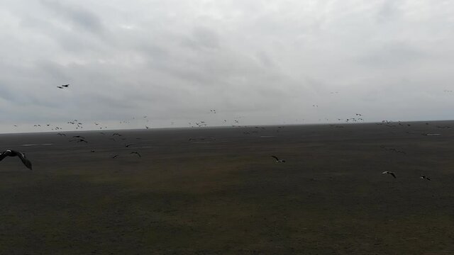 Kalmykia, area of Lake Manych. A flock of migratory red-breasted geese. 