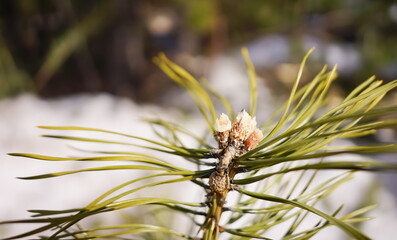 Young green pine cones in the forest, blurred background.	
