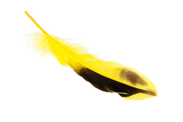 Decorative yellow feather isolated on the white background