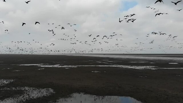 Kalmykia, area of Lake Manych. A flock of migratory red-breasted geese. 