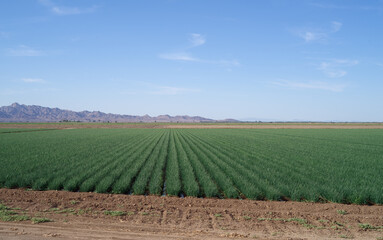 Fototapeta na wymiar This image shows an agricultural field in California by the Colorado River.