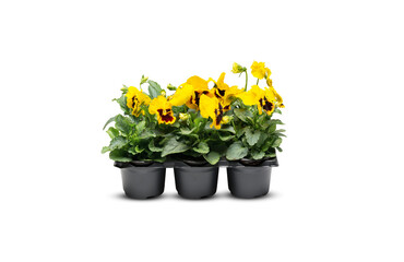 daffodils yellow beautiful flowers in a pot isolated​ on white ​background​ with clipping​ path​