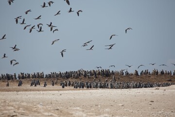 Peru Sea Birds and Pengins