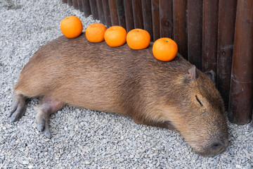 A lot of oranges on the sleepy capybara. 
