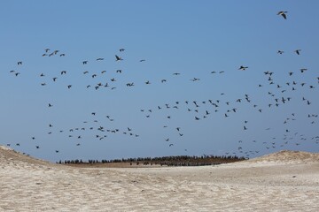 Sea Birds and Penguins