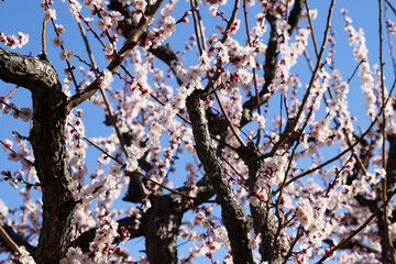 白い梅の花　千葉県習志野市　日本