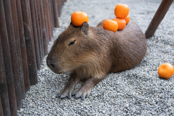A lot of oranges on the sleepy capybara. 