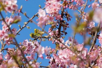 河津桜とメジロ　千葉県習志野市　日本
