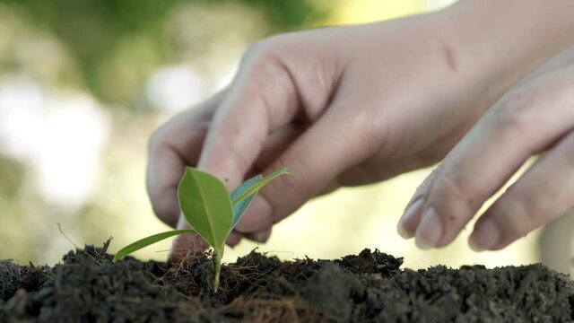 Close up hands plant small tree green leaf. Save the earth for planting forest by begin from first young tree for make fresh air purify and avoid global warming. Slow motion dolly move