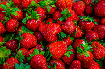 Ripe red strawberries of the new crop.
