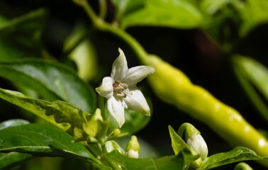 Close up of white chili flower, selected focus