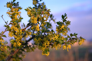 yellow flowers on a spring bush