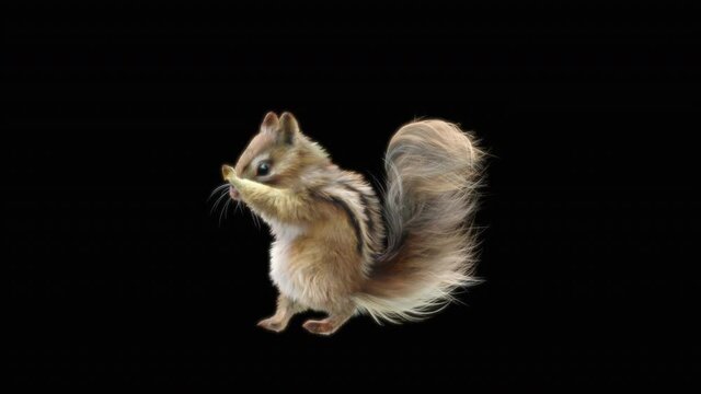 Chipmunk Dance CG fur. 3d rendering, animal realistic CGI VFX, Animation Loop, composition 3d mapping cartoon, Included in the end of the clip with Alpha matte.