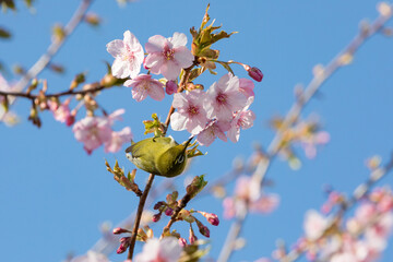 河津桜とメジロ　千葉県習志野市　日本