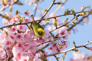 河津桜とメジロ　千葉県習志野市　日本