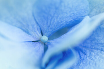Fresh soft blue hydrangea flowers. hydrangea petals close-up. Natural background. Concept flower...