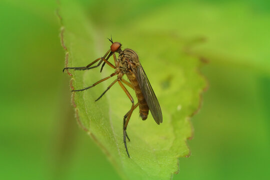 Closeup shot of a dance fly species, empis livida against a green background