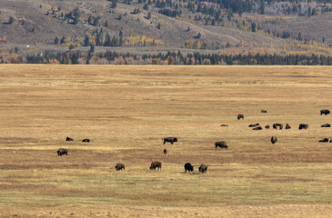 Herd of Bison in Grand Teton National Park Wyoming in Autumn