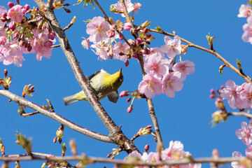 河津桜とメジロ　千葉県習志野市　日本