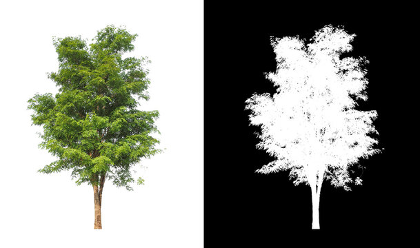 tree isolated on white background with clipping path and alpha channel