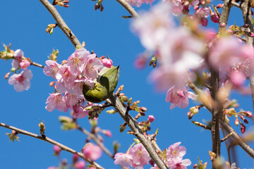 河津桜とメジロ　千葉県習志野市　日本