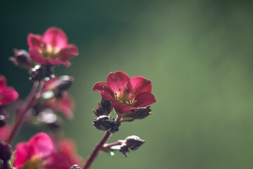 Saxifraga - a genus of plants belonging to the saxifrage family.
